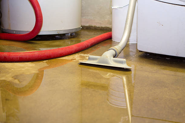 Best Mold removal after water damage  in Hornsby Bend, TX